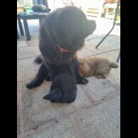 Chow Chow - Dogs