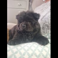 Chow Chow - Dogs