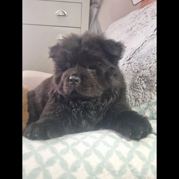 Chow Chow - Dogs