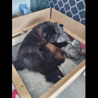 Chow Chow - Dogs