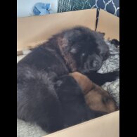 Chow Chow - Dogs