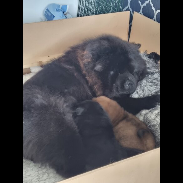 Chow Chow - Dogs
