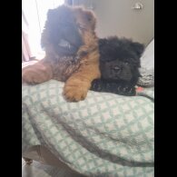 Chow Chow - Dogs