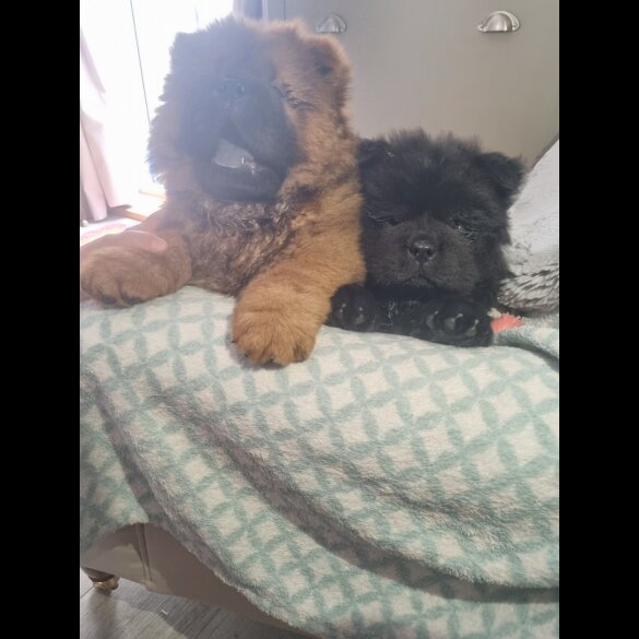 Chow Chow - Dogs