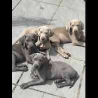 Weimaraner - Both