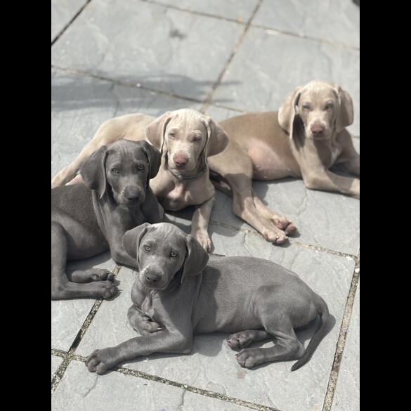 Weimaraner - Both