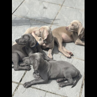 Weimaraner - Both