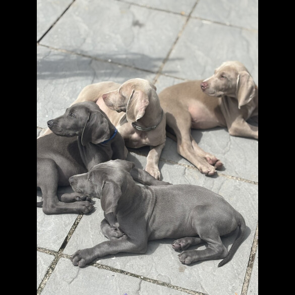 Weimaraner - Both