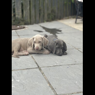 Weimaraner - Both