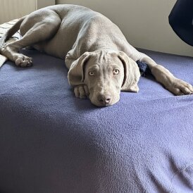 Weimaraner - Both