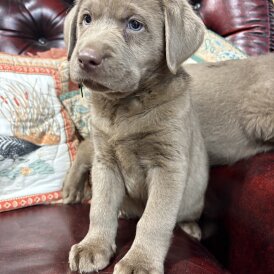 Labrador Retriever - Both