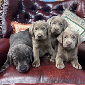 Labrador Retriever - Both