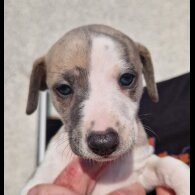 Whippet - Both