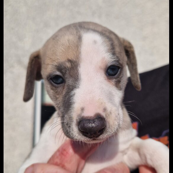 Whippet - Both