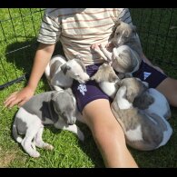 Whippet - Both