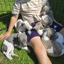 Whippet - Both