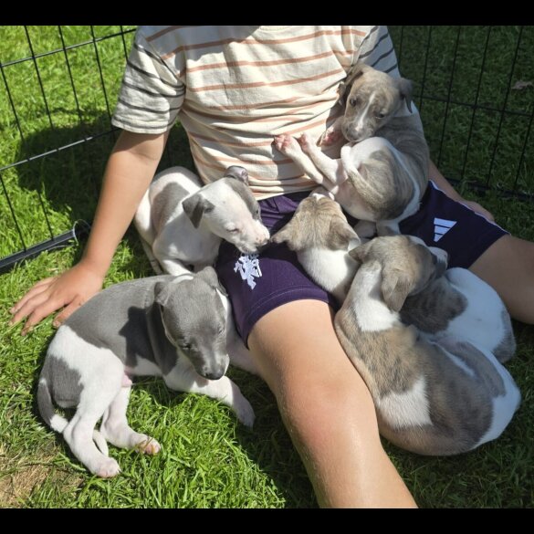Whippet - Both