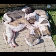 Whippet - Both