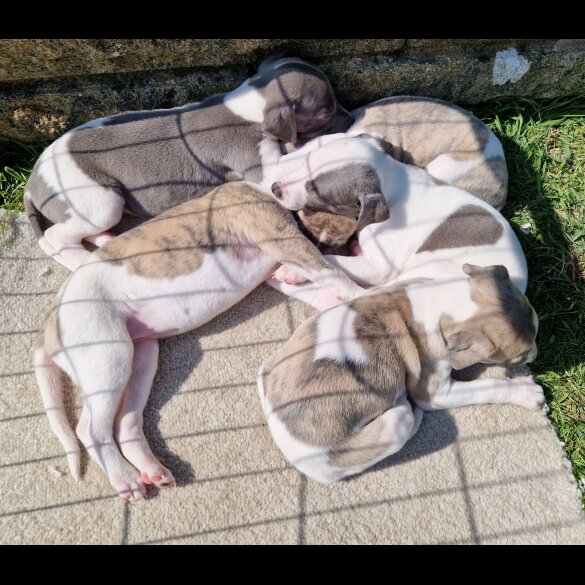 Whippet - Both