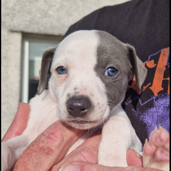 Whippet - Both