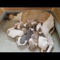 Whippet - Both