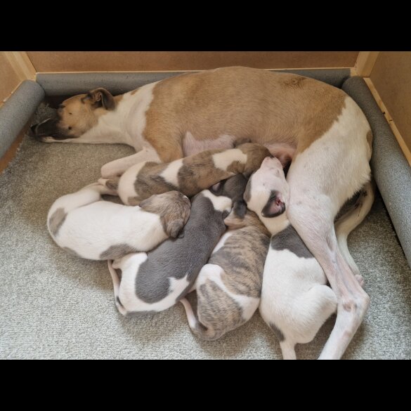 Whippet - Both