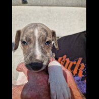 Whippet - Both
