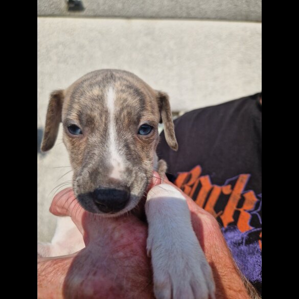 Whippet - Both