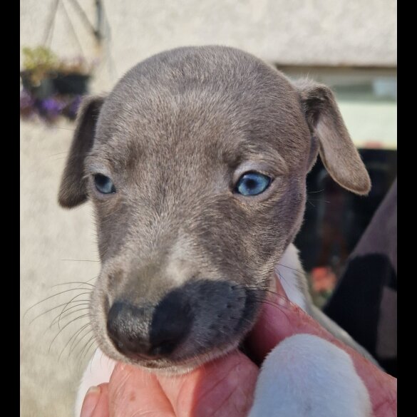 Whippet - Both