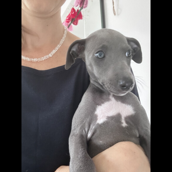 Whippet - Both