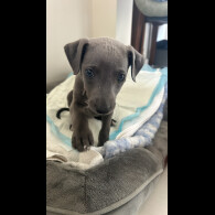 Whippet - Both