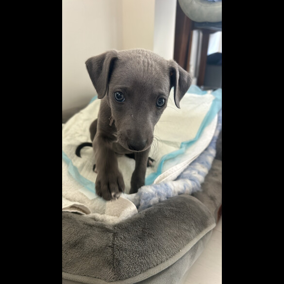 Whippet - Both