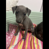 Whippet - Both