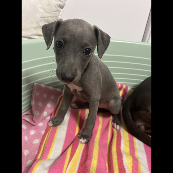 Whippet - Both