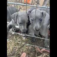 Whippet - Both