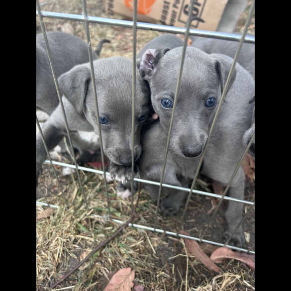 Whippet - Both