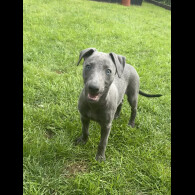 Whippet - Both