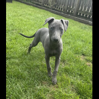 Whippet - Both