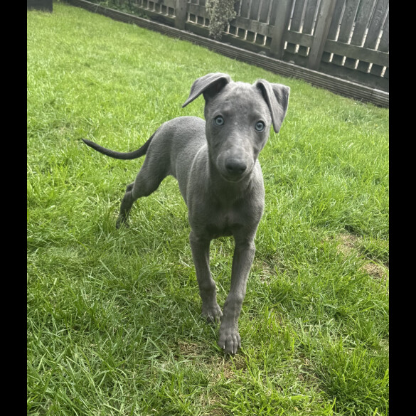 Whippet - Both