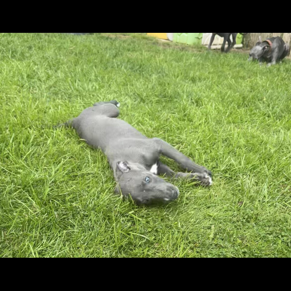 Whippet - Both