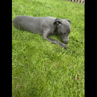 Whippet - Both