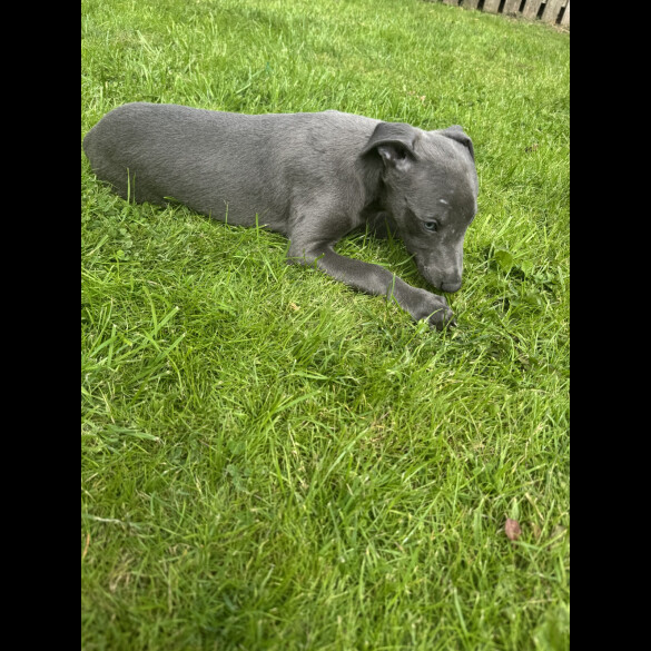 Whippet - Both