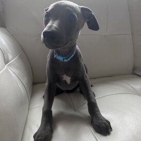 Whippet - Dogs