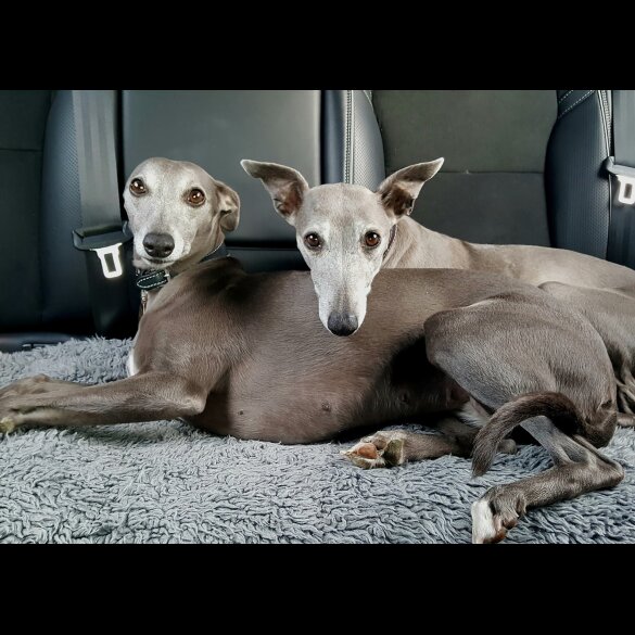 Whippet - Both