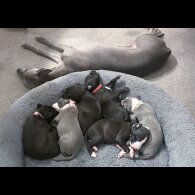 Whippet - Both