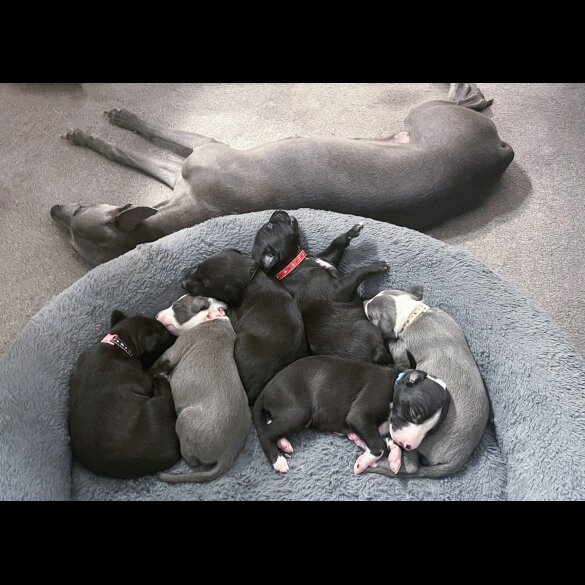 Whippet - Both