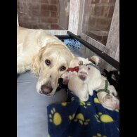 Golden Retriever - Both