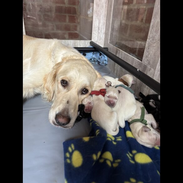 Golden Retriever - Both