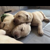 Golden Retriever - Both