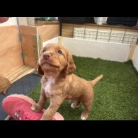 Cocker Spaniel (Working &amp; Show) - Both